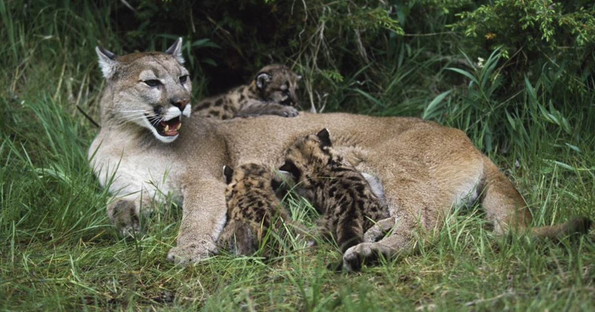 Baby Mountain Lions Take First Steps