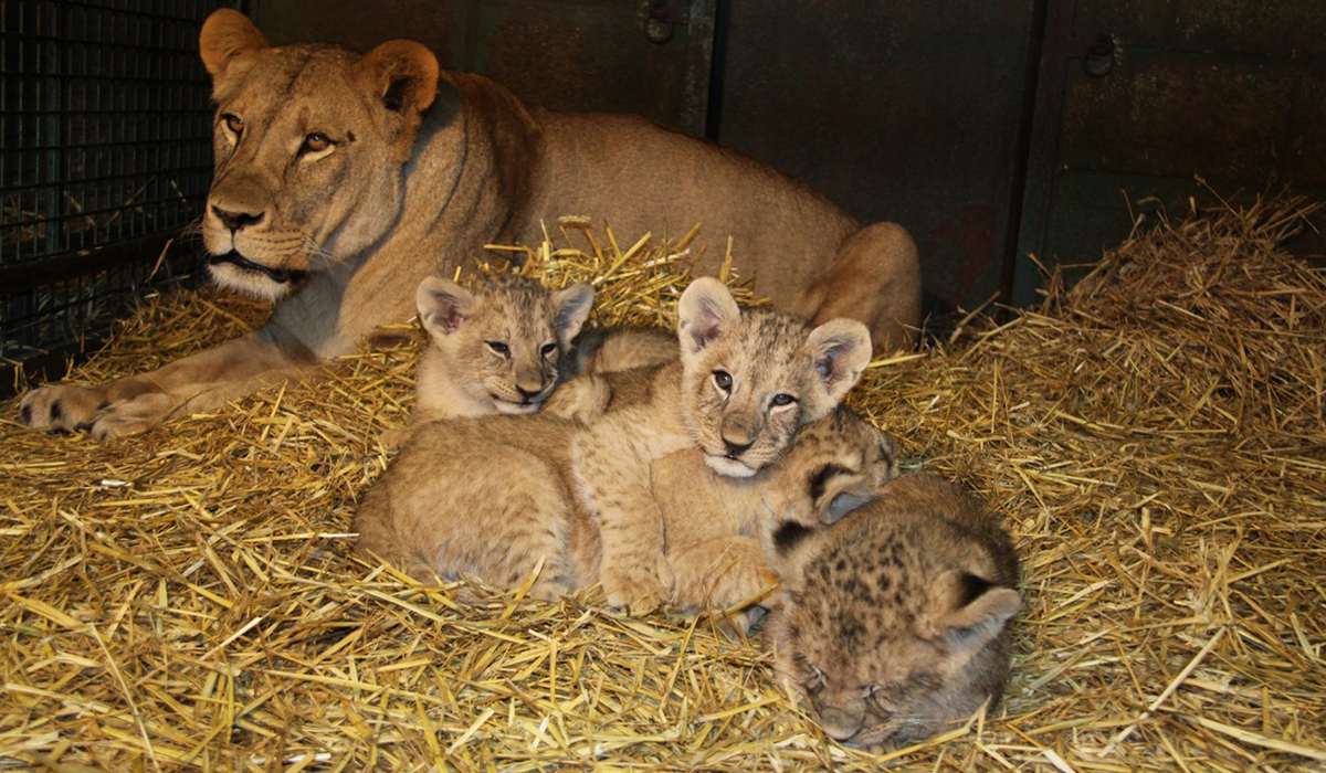 Adorable Lion Cubs With Mother