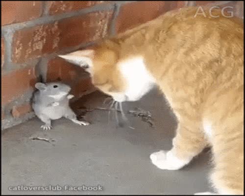 Conflict between cat and mouse