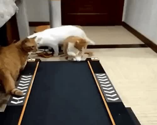 Cats discover treadmill