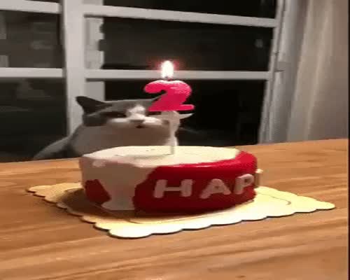 Cat celebrating birthday