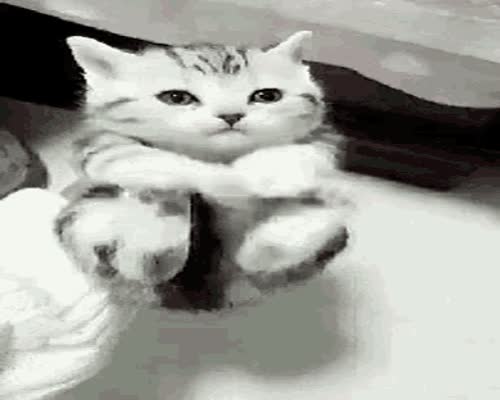 Cat Cute GIF