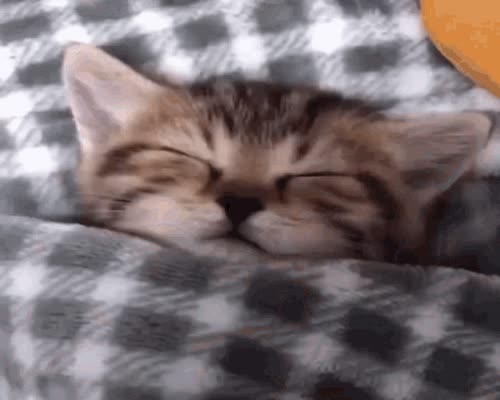 Cat Catto GIF