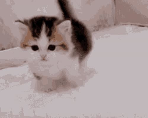 Kitten Falls Kitten Stumbling GIF