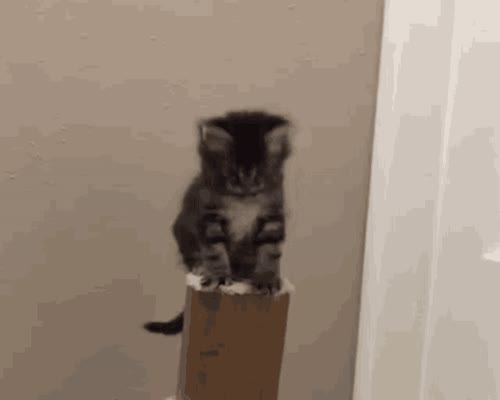 Kitten Falling Kitten Falls GIF