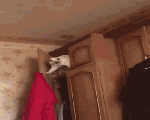 Funny Cat Cat Lady GIF