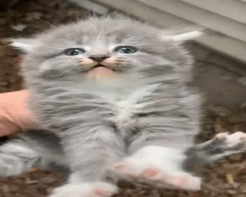 Cute Kitten GIF