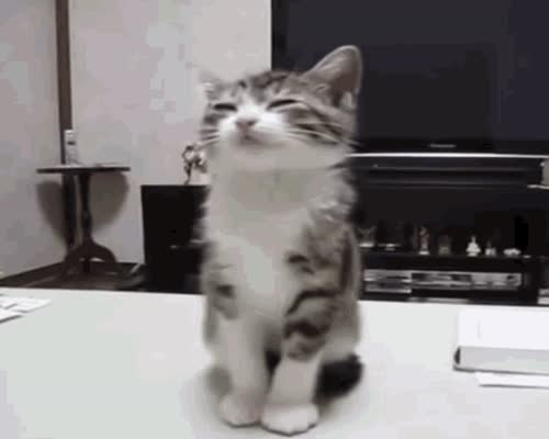 Kitten Cat GIF