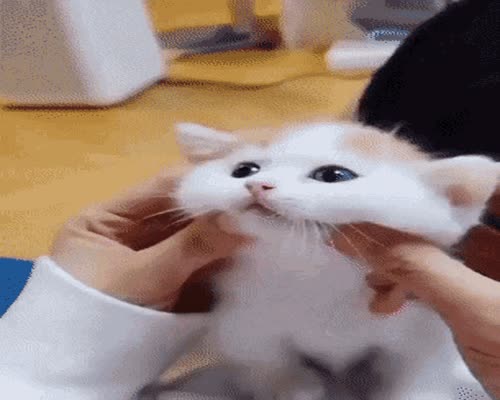 Kittens Cute GIF