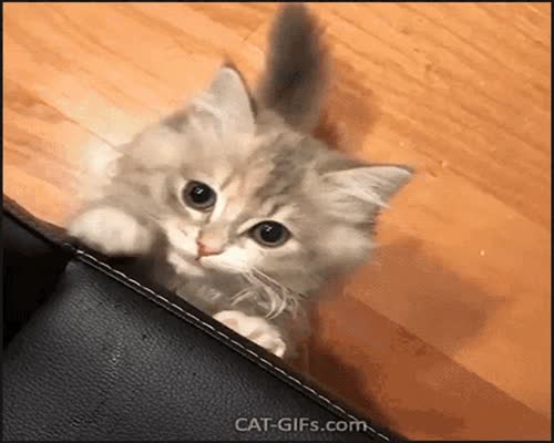 Mew Cat GIF