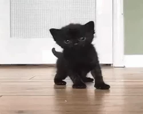 Kittens Cats GIF