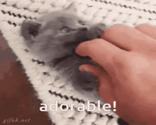 Cute Cat Good Morning GIF