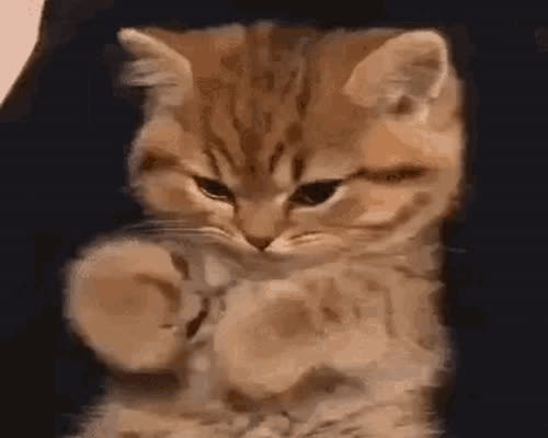 Cat Pout GIF