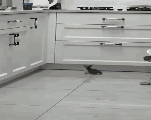 Kitten Jump GIF