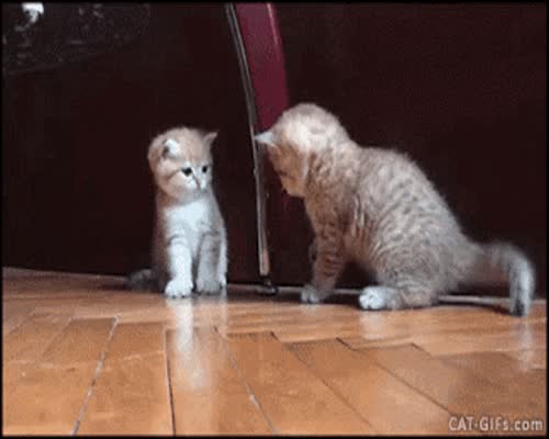 Kitten Falling GIF