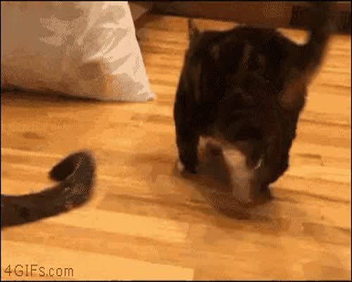 Cat Kitten GIF