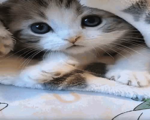 Cat Kitten GIF