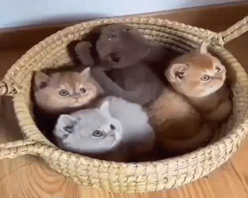 Cute Kittens