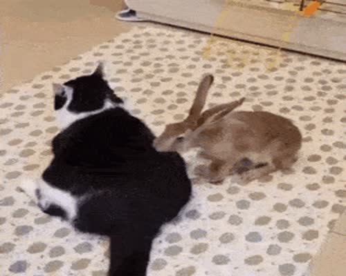 Cat Getting A Free Back Massage From A Bunny