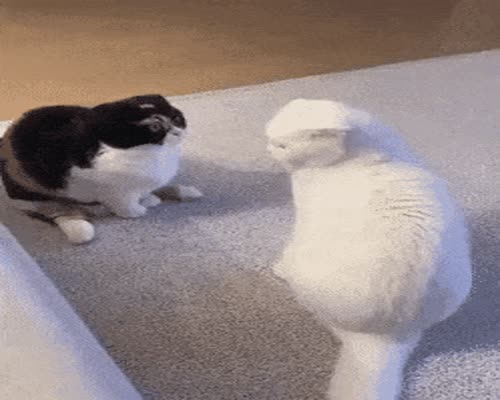 Intense Cat Fight