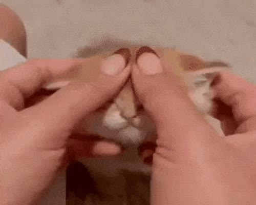 Cute Kitty Love Massage