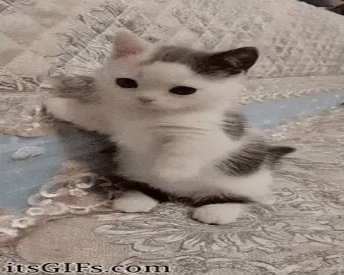 Cute Kitten