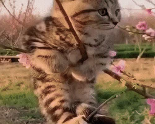 Cutest Gif Of The Day