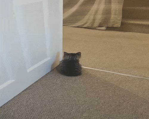 Surprise Pounce