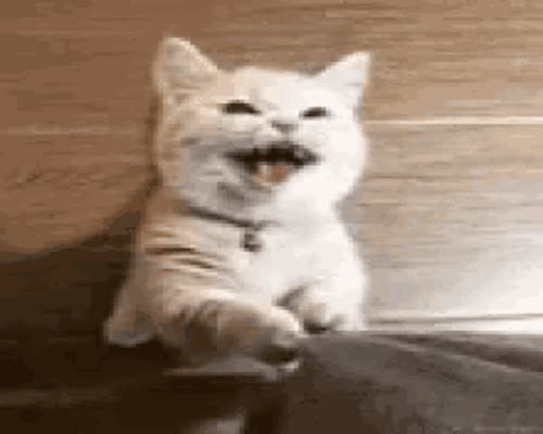 Angry Cat GIF