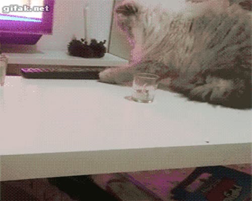 Bad Cat Idgaf GIF