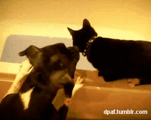 Animals Being Dicks GIF