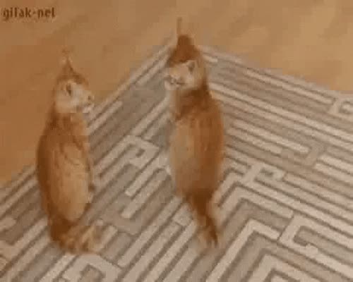 Cat Attack Cats Being Jerks GIF