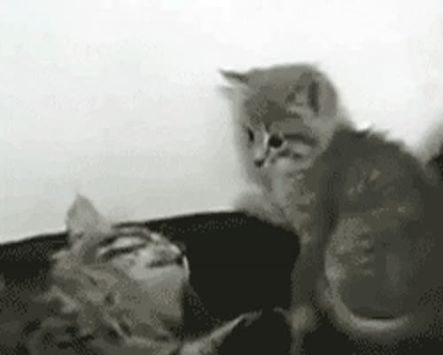 Cat Kitty GIF