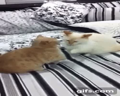 Cat Fight GIF