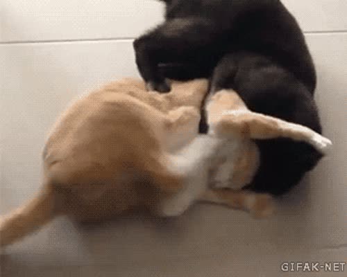 Headlock GIF