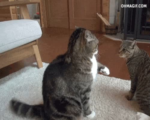 Cat Fail GIF