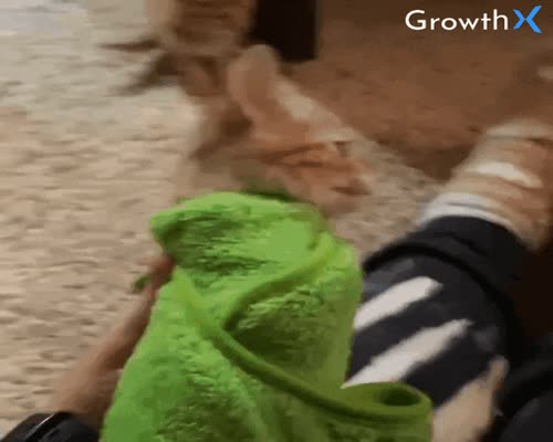 Cat Reaction GIF By GrowthX