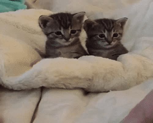 Kittens Vs Scary Finger