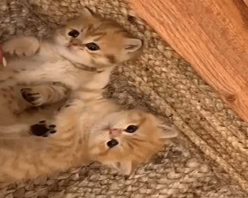 Adorable kittens