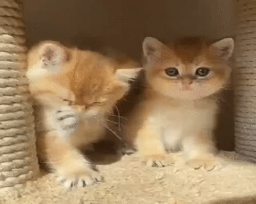 So cute kittys