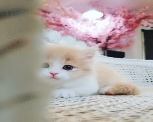 Cute kitty