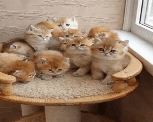 Golden kittens