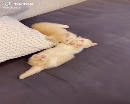 the kitten sleeping his little brother