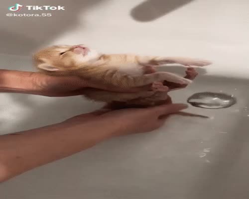 The kittens enjoys being bathed