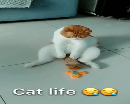 cat life