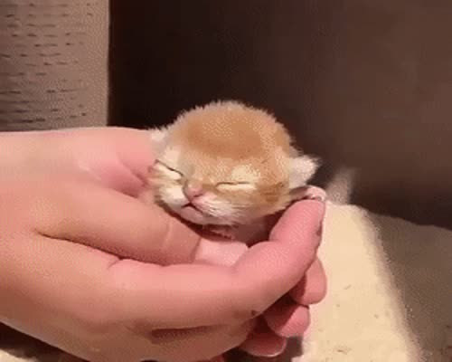 baby cat