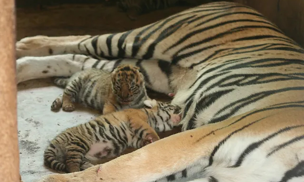 TODAY reveals names of twin tiger cubs at Toledo Zoo,