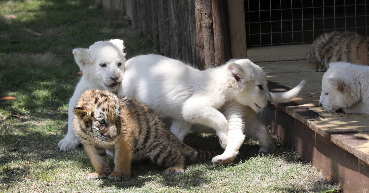 SUPER CUTE New𝐛𝐨𝐫𝐧 Amur Tiger Cubs,