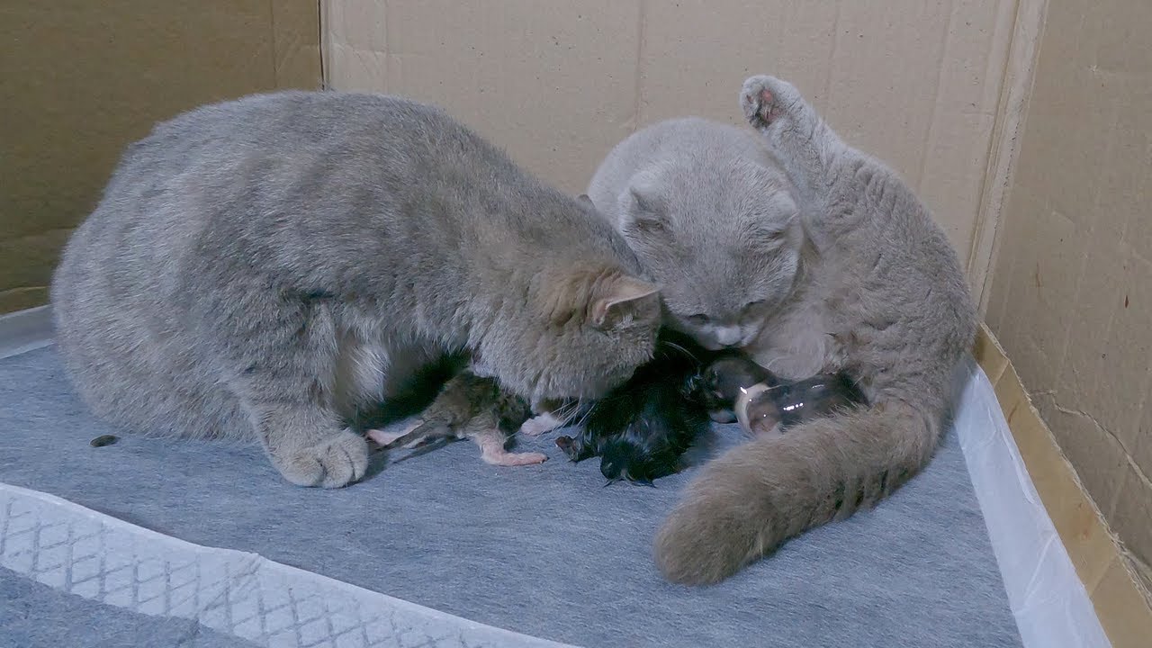 Cat Giving Birth: Two pregnant mother cats help each other when giving ...