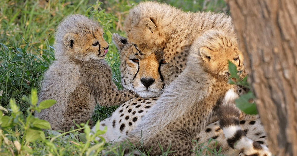 Cute cheetah cubs cuddling